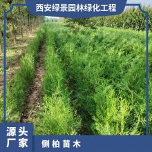 側柏苗木 源頭基地 多規(guī)格可選 成活高 帶土球發(fā)貨