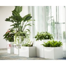 專注室內(nèi)綠植服務(wù)8年，綠植租賃，免費(fèi)養(yǎng)護(hù)，一站式商務(wù)空間